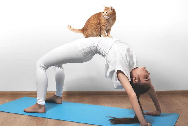 哇！从没见过这么会做瑜伽的猫猫！(图1)