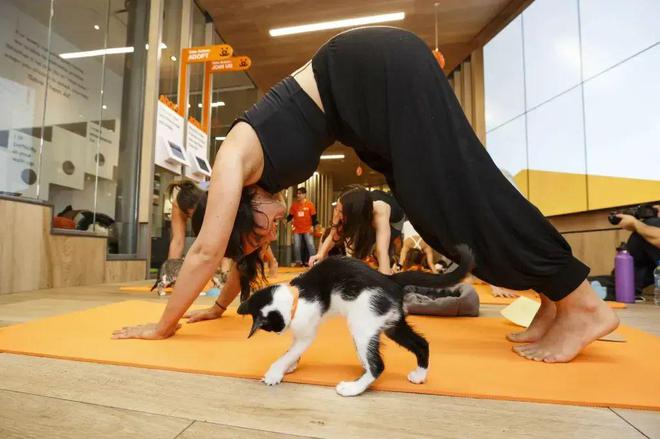 哇！从没见过这么会做瑜伽的猫猫！(图4)