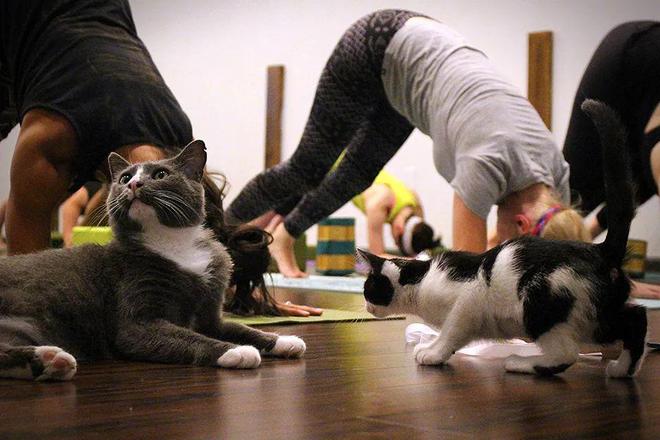哇！从没见过这么会做瑜伽的猫猫！(图5)