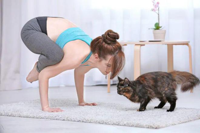 哇！从没见过这么会做瑜伽的猫猫！(图6)