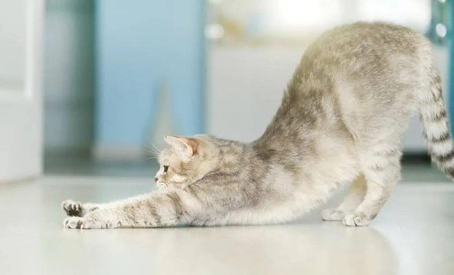 哇！从没见过这么会做瑜伽的猫猫！(图9)